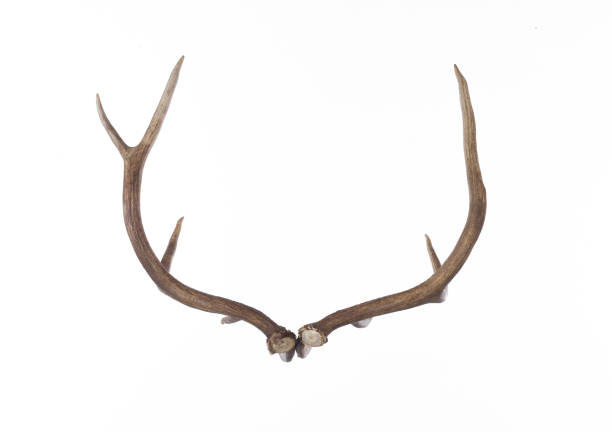 istock Deer antlers, deer horns isolated on white background 1575873211