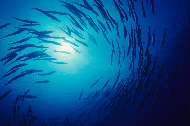 azul em remoinho - saltwater fish imagens e fotografias de stock