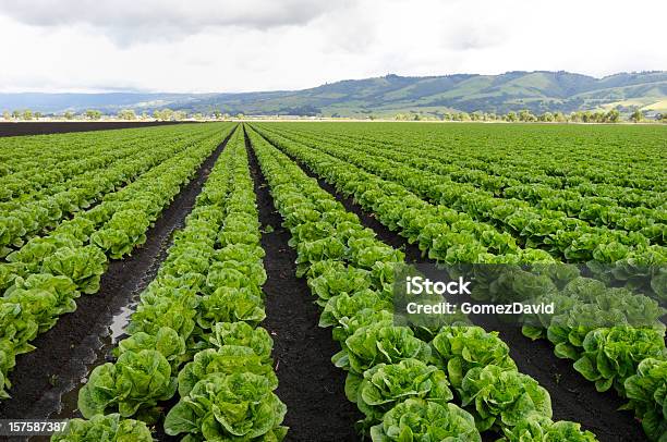 Reihen Römersalat Unter Bewölkten Himmel Wachsenden Auf Der Farm Stockfoto und mehr Bilder von Feld