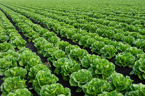 istock Rows of Romaine Lettuce Growing on Farm 157587390