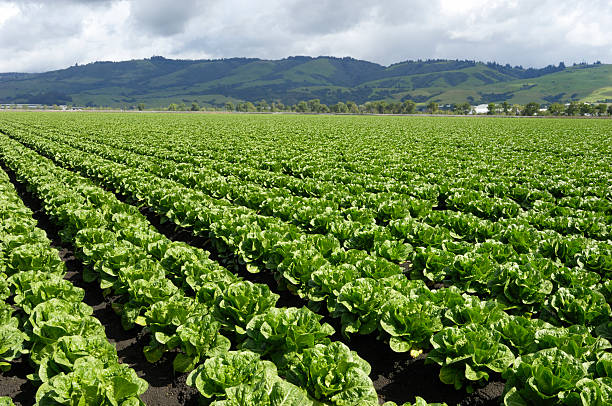 istock Rows of Romaine Lettuce Growing on Farm 157587391