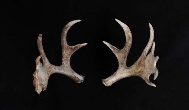 moose horns isolated on black background