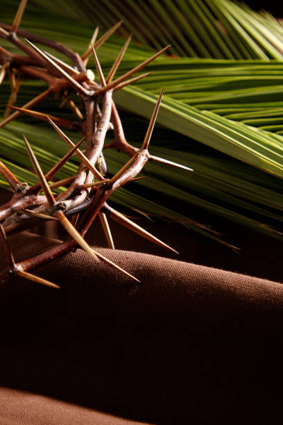 Close-up of sharp thorns growing from a tree trunk. The spines form a dense, defensive pattern.