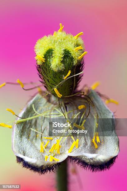 Poppy Stockfoto und mehr Bilder von Abgestorbene Pflanze - Abgestorbene Pflanze, Baumblüte, Bildschärfe