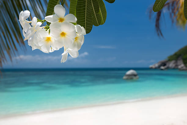 paradiso tropicale spiaggia (xxxl - frangipanni foto e immagini stock