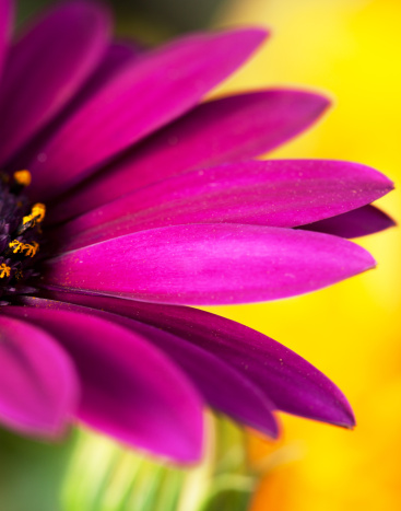 Closeup of beautiful pink daisy