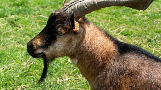 Stock photo showing close-up view of a horned, pygmy goat in its paddock on a sunny day.