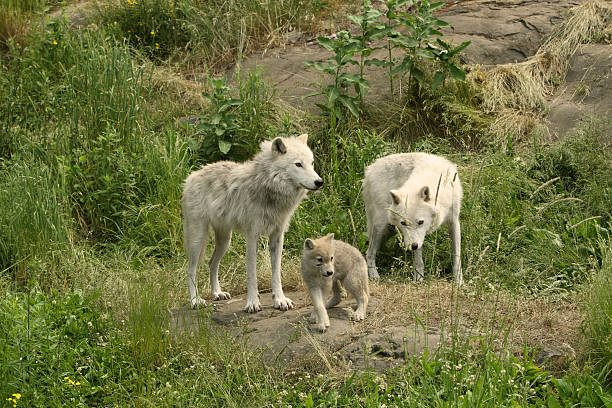 Two Arctic Wolves and cub stock photo