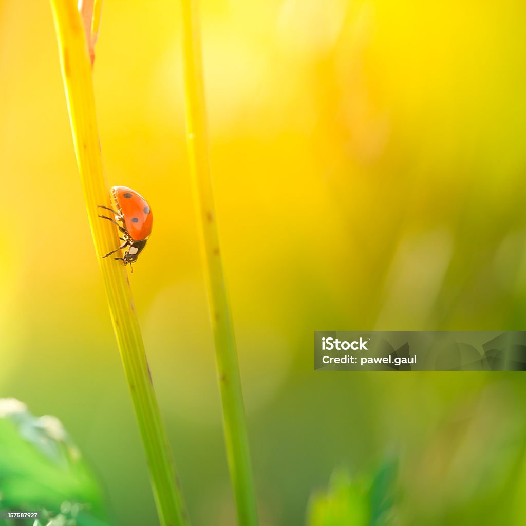 Coccinella camminare sull'asta di fiore di campo durante il tramonto - Foto stock royalty-free di Ambientazione esterna