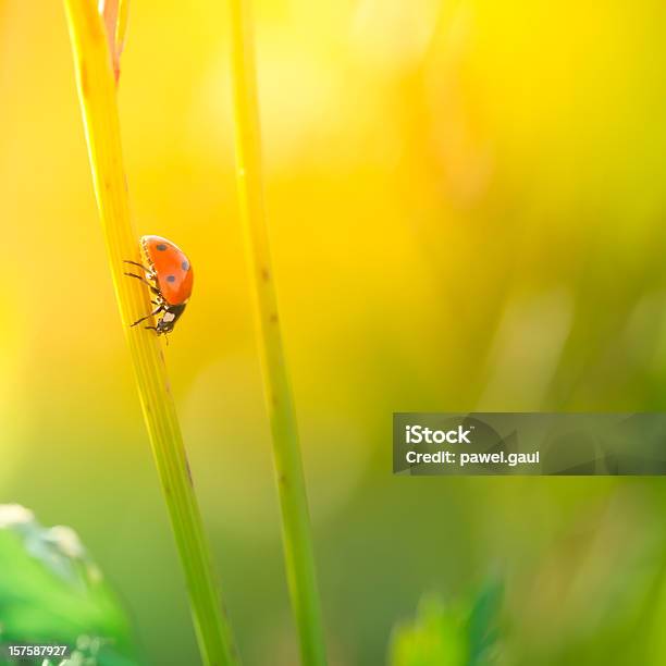 テントウムシを歩くのワイルドフラワー夕暮れ時の茎 - カラフルのストックフォトや画像を多数ご用意 - カラフル, カラー画像, シャク