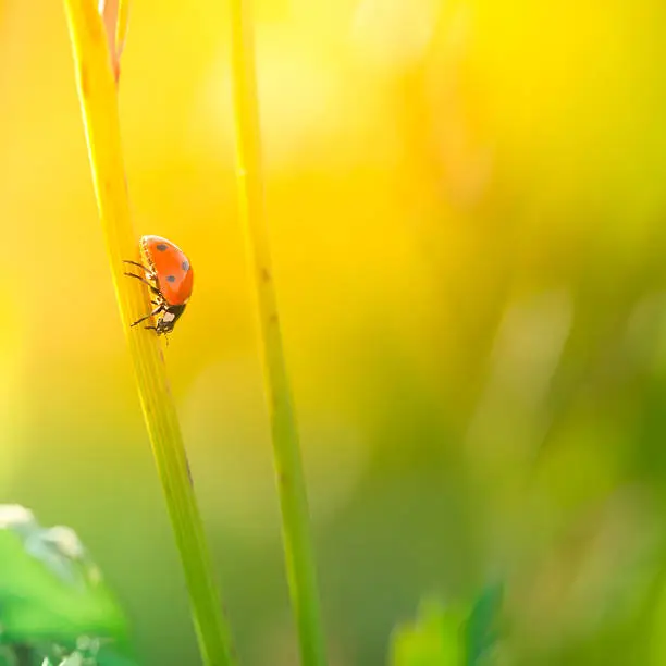 Photo of Ladybug walking on stem of wildflower during sunset