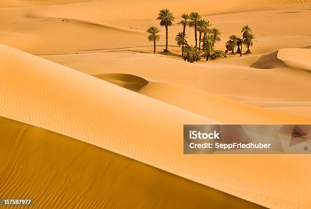 砂丘から光と影のサハラ - オアシスのストックフォトや画像を多数ご用意 - オアシス, サハラ砂漠, 樹木