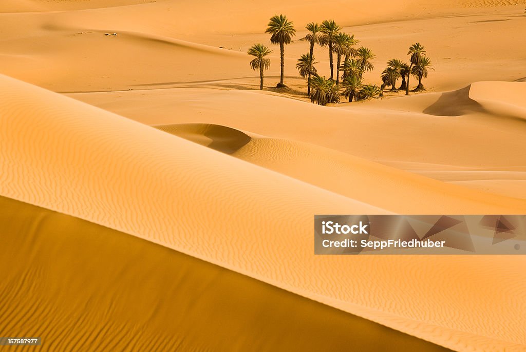 Piasek Diuna między światło i cień w Sahara - Zbiór zdjęć royalty-free (Oaza)