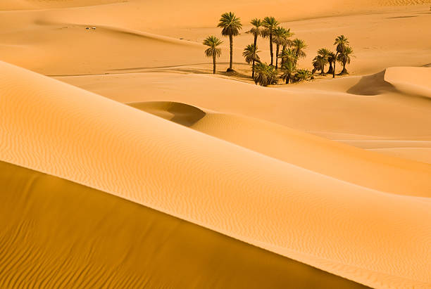 песчаная дюна между свет и тень в сахаре - oasis стоковые фото и изображения