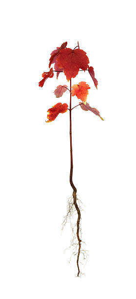 outono árvore com raízes - uprooted vertical leaf root imagens e fotografias de stock