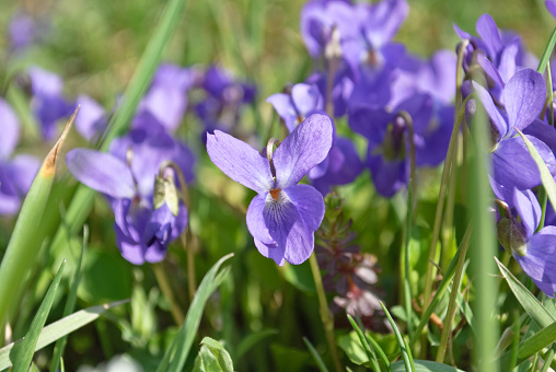 Many stemless gentian flowers (Gentiana acaulis), Trumpet gentian, Der Kochsche Enzian oder Kochs Enzian, Kohova siristara ili Encijan in a stone garden.