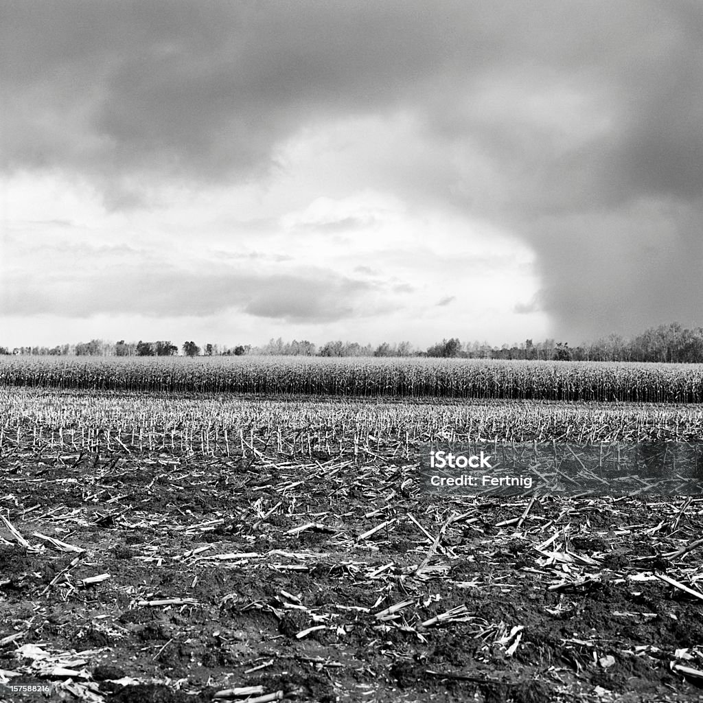 Late summer storm спереди двигаться по cornfields - Стоковые фото Поле роялти-фр�и