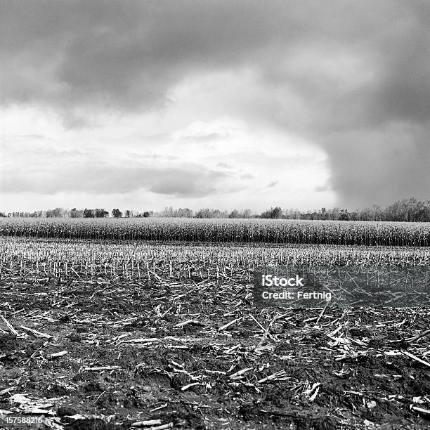 Late Summer Storm Спереди Двигаться По Cornfields — стоковые фотографии и другие картинки Поле - Поле, Чёрно-белый, Буря