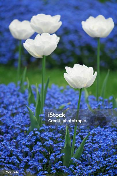 White Tulips And Forgetmenots Stock Photo - Download Image Now - Beauty In Nature, Blue, Color Image