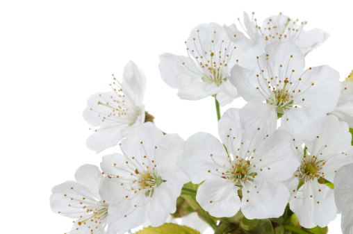 Delicate white spring cherry tree flowers on white background