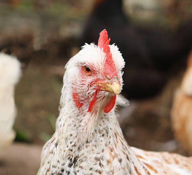 istock Portrait of a Chicken 157588453