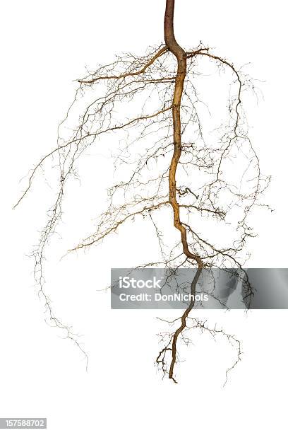 Foto de Raízes Isolado e mais fotos de stock de Raiz - Raiz, Árvore, Figura para recortar