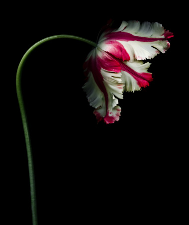 White and Red Parrot Tulip isolated against a black background.