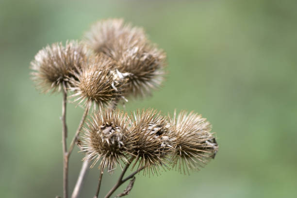 burdock sec - cocklebur photos et images de collection