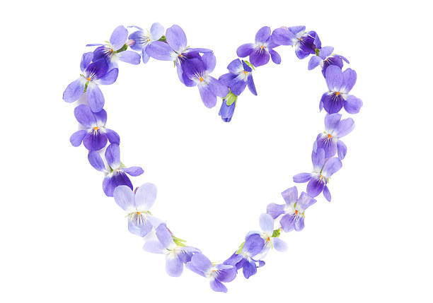 istock Heart of Violet Flowers 157588837