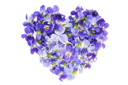 Heart of love made of violet flowers on white background with shadow.
