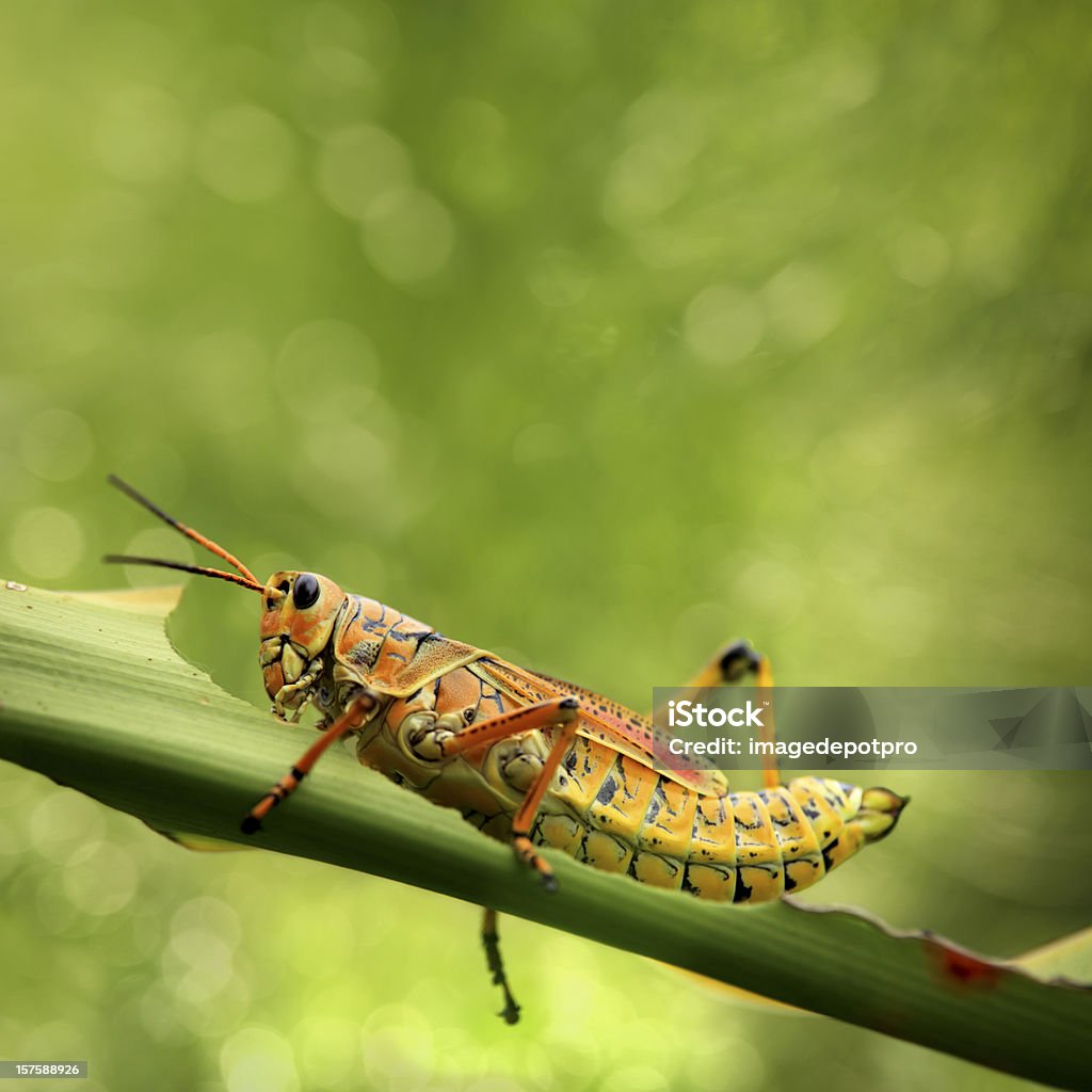 Hermoso saltamontes comer hoja - Foto de stock de Flora libre de derechos