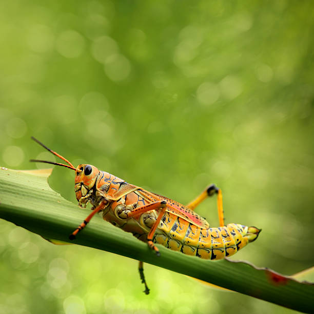 아름다운 애송이 식사 잎 - giant grasshopper 뉴스 사진 이미지