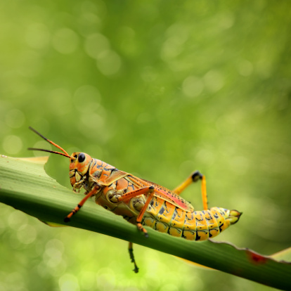 close up shot of grasshopper in green.