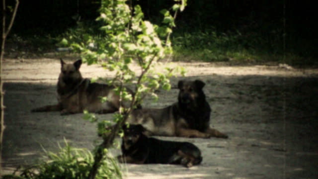 1970's styled clip - DOGS LAYING ON THE ROAD