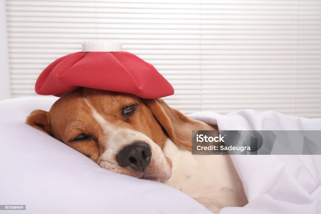 Perro enfermo en Cama de hospital - Foto de stock de Perro libre de derechos