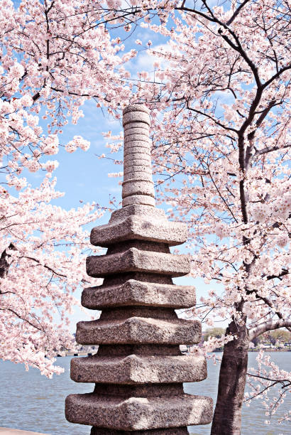 The Jefferson Memorial seen through blooming Cherry Blossums.