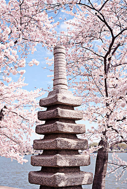 altar de estilo japonês com flor de cerejeira fundo - spring vertical cherry blossom color image imagens e fotografias de stock