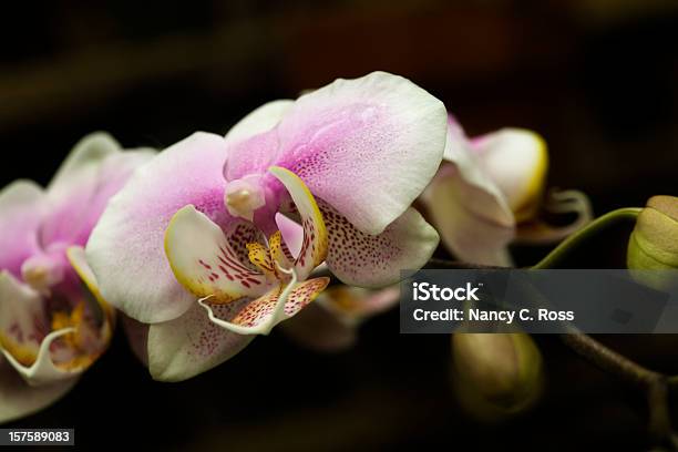 Orchideen Exotischen Blumen Dunklen Hintergrund Stockfoto und mehr Bilder von Bildschärfe - Bildschärfe, Blume, Blume aus gemäßigter Klimazone