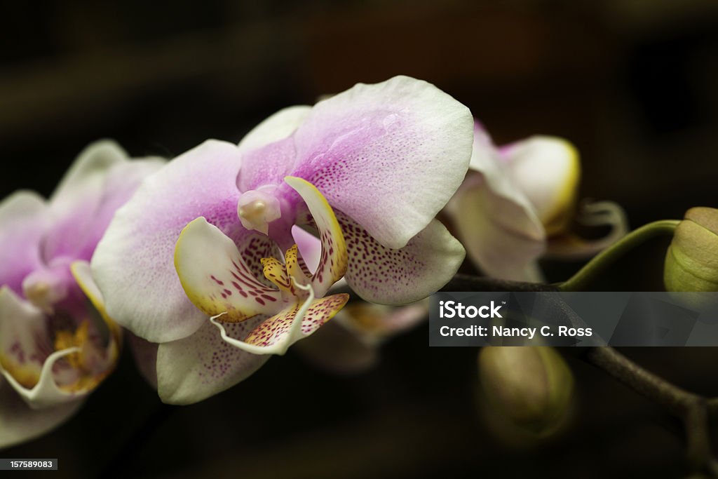 Orchid, flores exóticas, fondo oscuro - Foto de stock de Belleza de la naturaleza libre de derechos