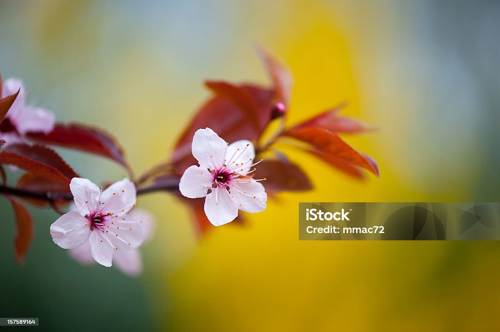 Fiore di ciliegio - Foto stock royalty-free di Fiore di ciliegio