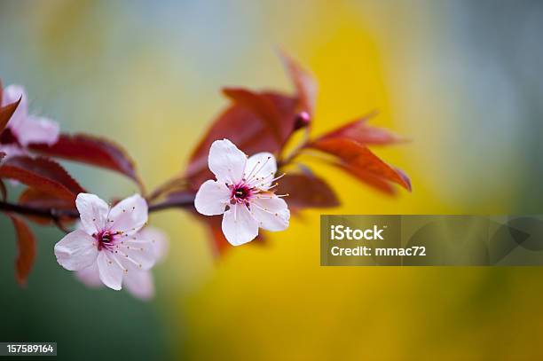 Fiore Di Ciliegio - Fotografie stock e altre immagini di Fiore di ciliegio - Fiore di ciliegio, Fiore singolo, Senza persone