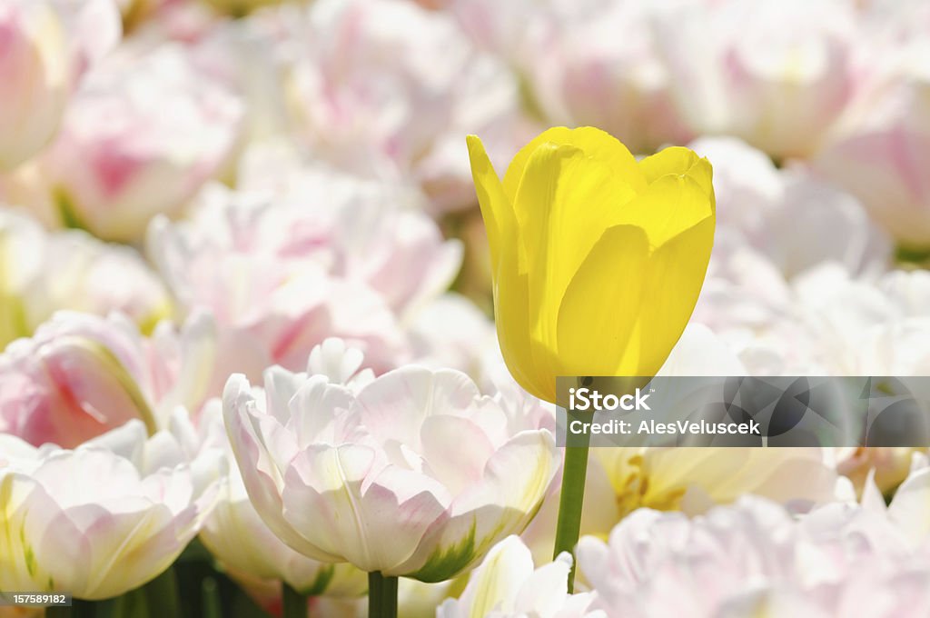 Tulipany - Zbiór zdjęć royalty-free (Botanika)