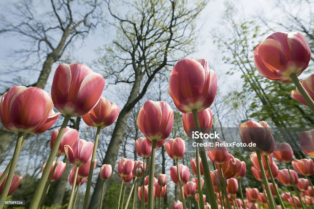 Flowerbed Красные тюльпаны под деревья в парке - Стоковые фото Сад Кёкенхоф роялти-фри