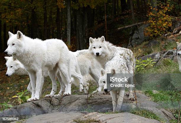 Paquete De Cinco Arctic Wolves Foto de stock y más banco de imágenes de Lobo - Lobo, Lobo ártico, Rebaño