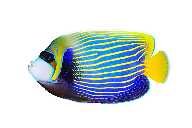 emperor angelfish on white background facing left - 蝴蝶魚 個照片及圖片檔