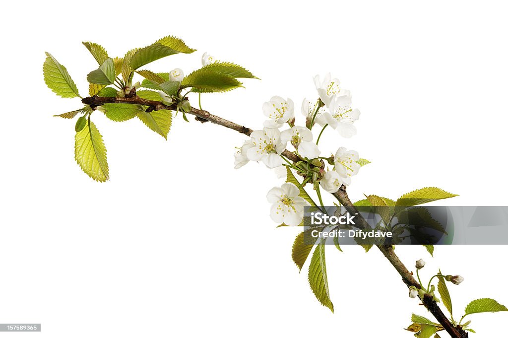 Flor de manzano Aislado en blanco - Foto de stock de Flor de manzano libre de derechos