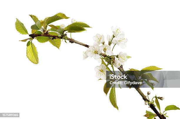 Foto de Apple Blossom Isolada No Branco e mais fotos de stock de Flor de Macieira - Flor de Macieira, Figura para recortar, Botânica - Assunto