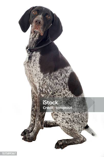 Portrait Of A German Shorthaired Pointer Stock Photo - Download Image Now - White Background, German Short-Haired Pointer, Hunting Dog