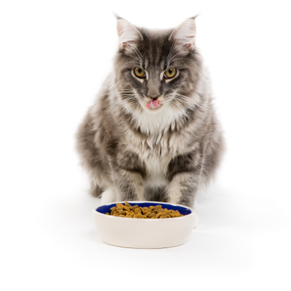 Hungry Black and white tuxedo kitten licks his lips while waiting by food dish expectantly. Isolated on white