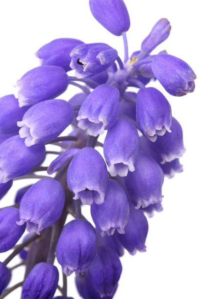 istock close up of grape hyacinth (muscari) isolated on white 157589479